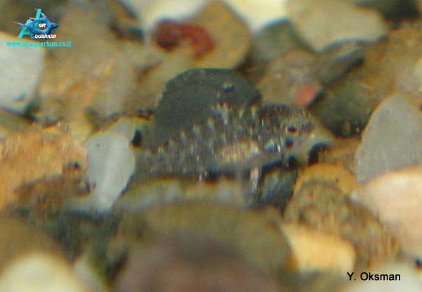 www.israquarium.co.il